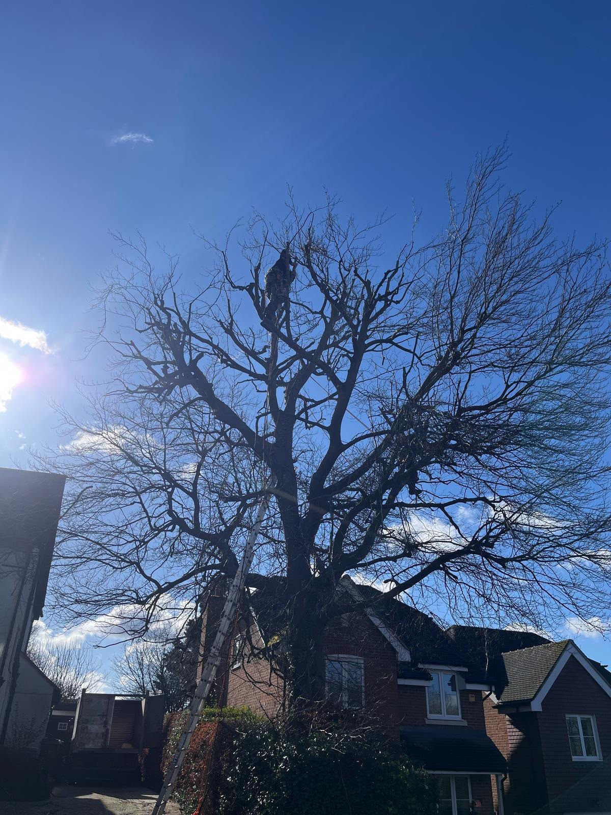 Reducing the crown of a large deciduous tree over a property